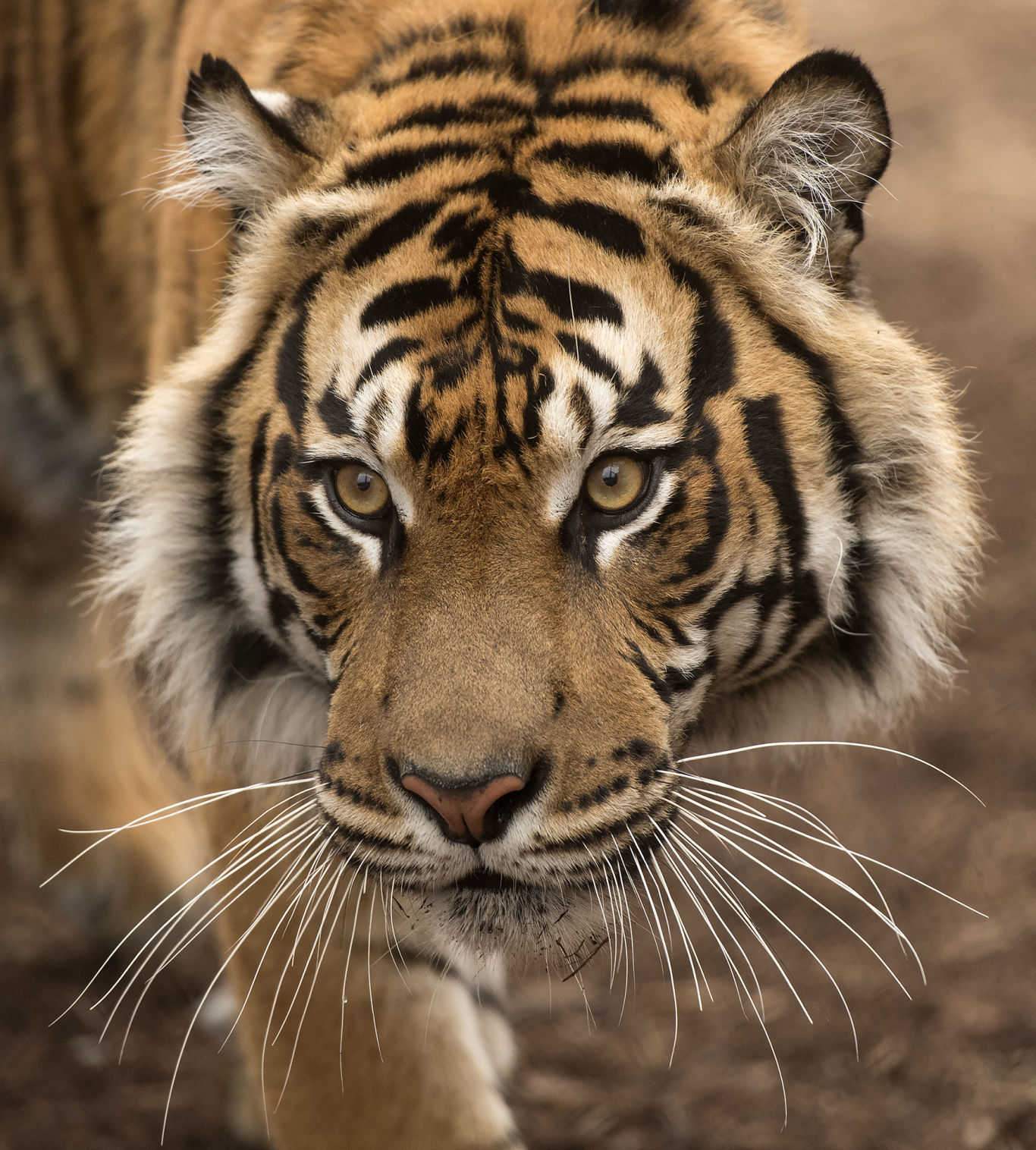 Lincoln Children's Zoo tigers